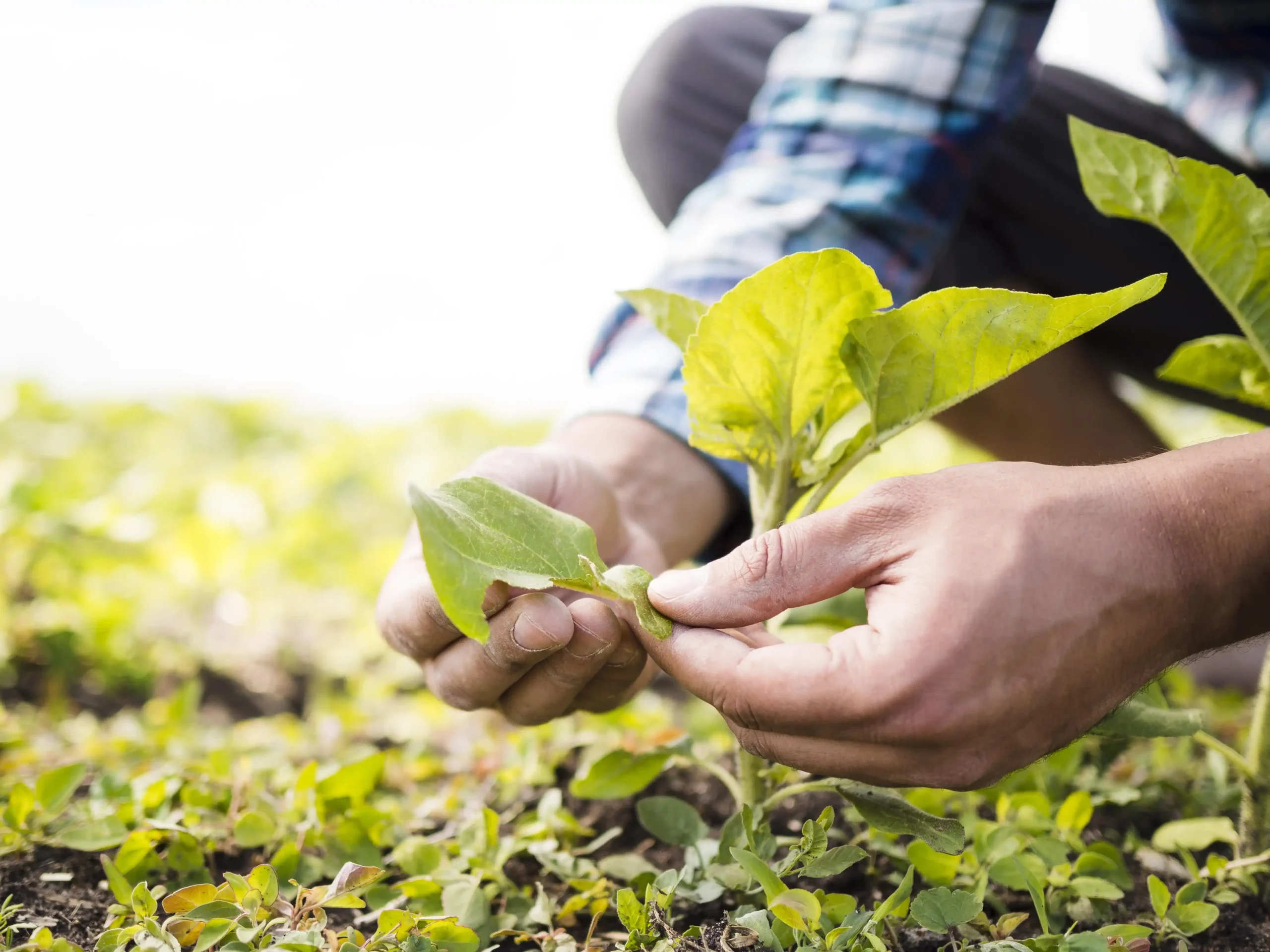 Exploring all about Organic Farming