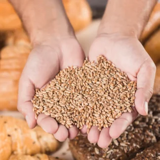 Buy Organic Wheat (Lokwan) – Premium-Quality Wheat for Soft & Nutritious Rotis